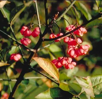 Euonymus europaeus kardinaalsmuts