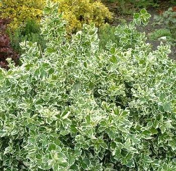 Euonymus fort. 'Emerald Gaiety'