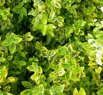 Euonymus fort. 'Emerald 'n Gold'