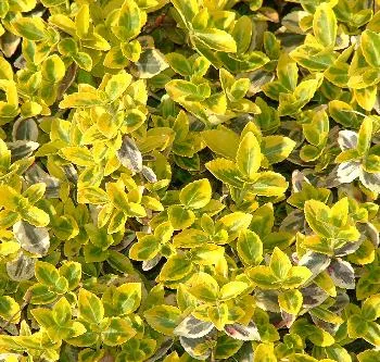 Euonymus fort. 'Emerald 'n Gold'