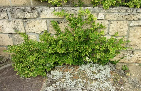 Euonymus fort. radicans