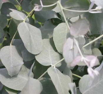 Eucalyptus gunnii