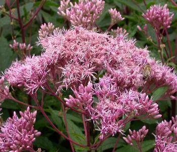 Eupatorium mac. 'Purple Bush'