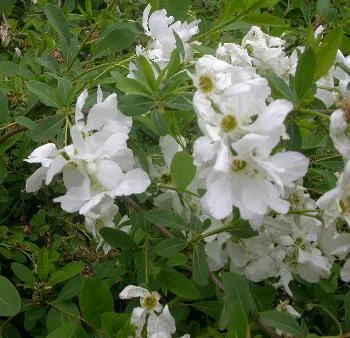 Exochorda mac. NIAGARA