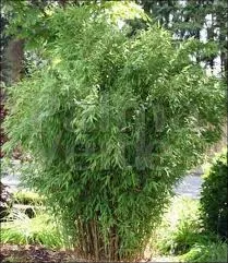 Fargesia robusta 'Campbell'