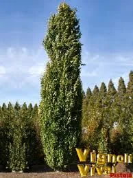 Fagus sylv. 'Iskander' ZUIL