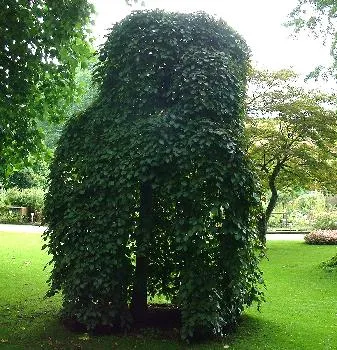 Fagus sylv. 'Purpurea Pendula'