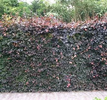 Fagus sylv. 'Purpurea'