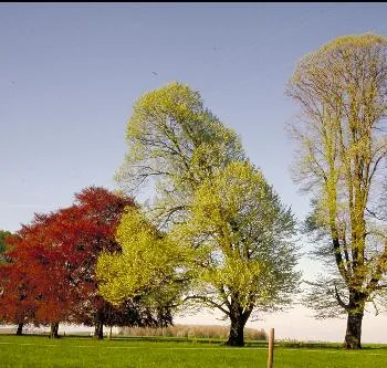 Fagus sylv. 'Purpurea'