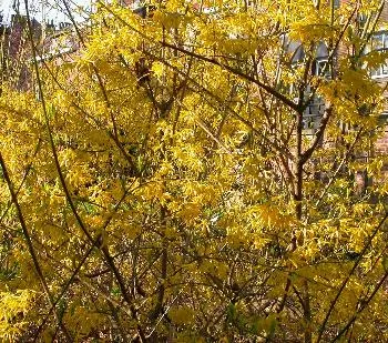 Forsythia interm. 'Lynwood'