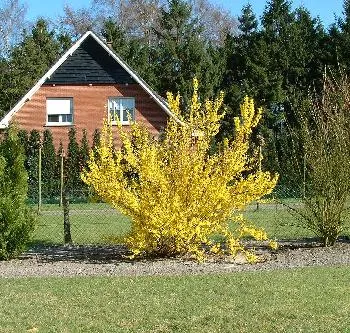 Forsythia interm. 'Lynwood'