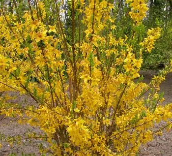 Forsythia interm. 'Spectabilis'