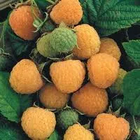 Framboos Zefa herfst