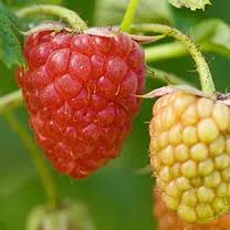 Framboos Zefa herfst