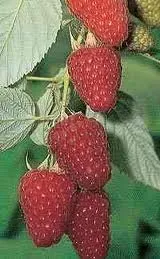 Framboos Zefa herfst