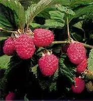 Framboos Zefa herfst