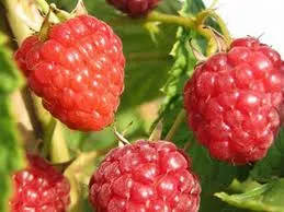 Framboos Zefa herfst