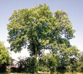 Fraxinus excelsior