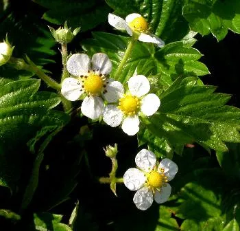 Fragaria vesca 'Alexandria'