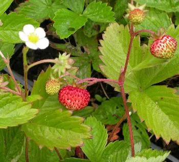 Fragaria vesca 'Alexandria'
