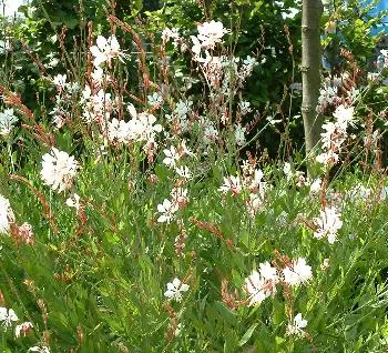 Gaura lindheimeri