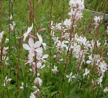 Gaura lindh. 'Summer Breeze'