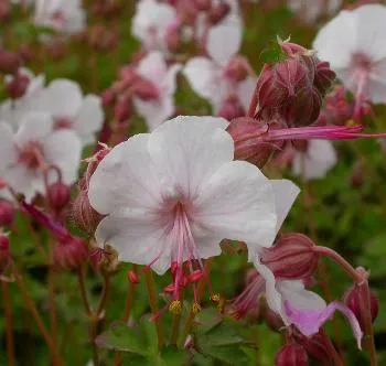 Geranium cant. 'Biokovo'