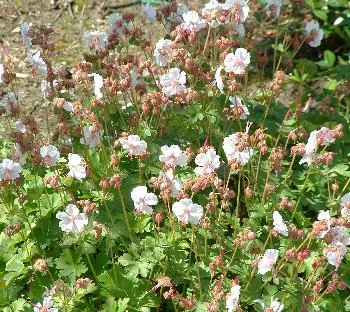 Geranium cant. 'Biokovo'