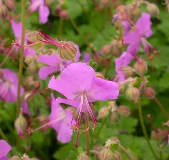 Geranium cant. 'Karmina'