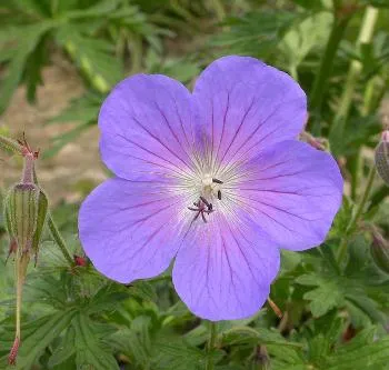 Geranium 'Azur Rush' BLAUW