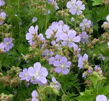 Geranium 'Azur Rush' BLAUW