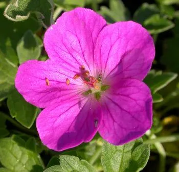 Geranium river. 'Russell Prichard'