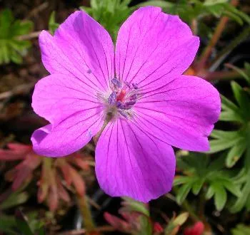 Geranium sanguineum ROOS