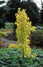 Ginkgo biloba