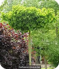 Ginkgo biloba 'Mariken'