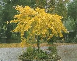 Ginkgo biloba 'Pendula'