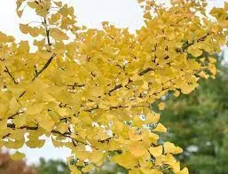 Ginkgo biloba 'Pendula'