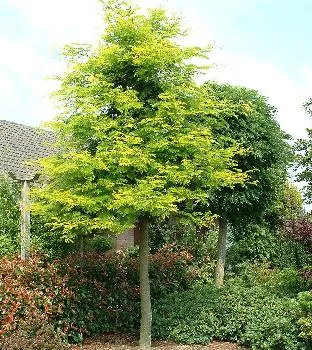 Gleditsia triac. 'Sunburst'
