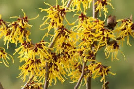 Hamamelis interm. 'Arnold Promise'