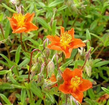Helianthemum 'Bronzeteppich'