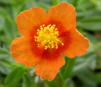 Helianthemum 'Bronzeteppich'