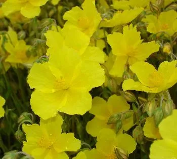 Helianthemum 'Golden Queen'