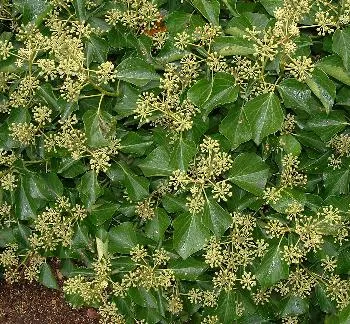 Hedera helix 'Arborescens'