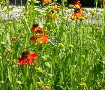 Helenium 'Moerheim Beauty'