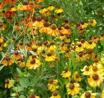 Helenium 'Moerheim Beauty'