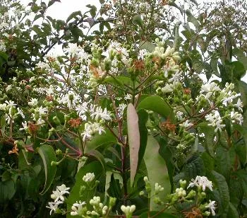 Heptacodium miconioides