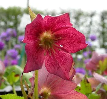 Helleborus or pretty ellen white