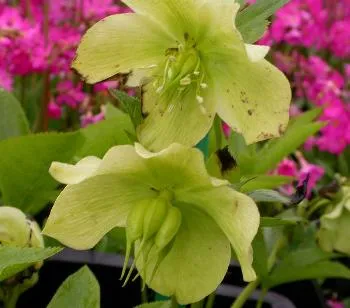 Helleborus or pretty ellen white