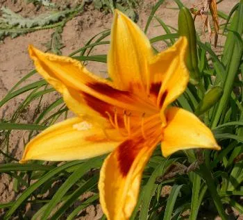 Hemerocallis 'Sammy Russell'