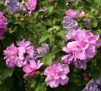 Hibiscus syr. 'Ardens'